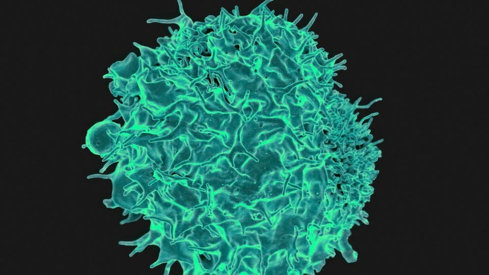 3D illustration of a T cell colorized in teal against a black background.