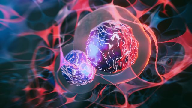 Illustration of two purple cells surrounded by a network of red and grey shapes. 