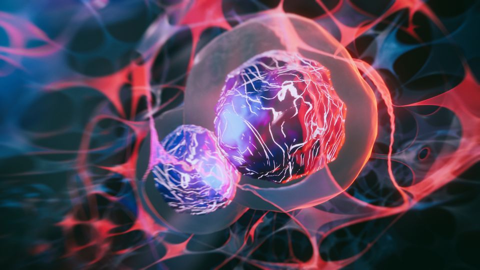Illustration of two purple cells surrounded by a network of red and grey shapes.
