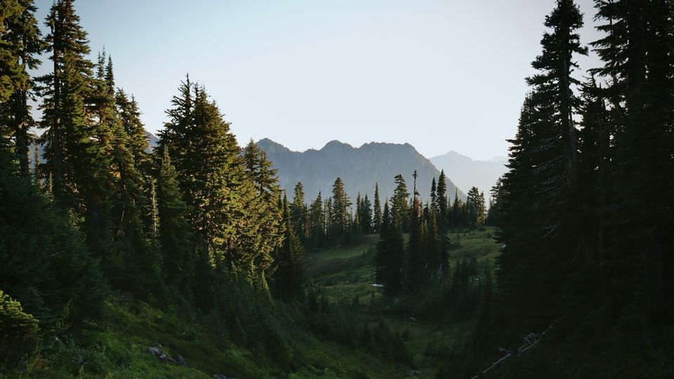 Dense green forest with evergreen trees and distant mountains at sunset.