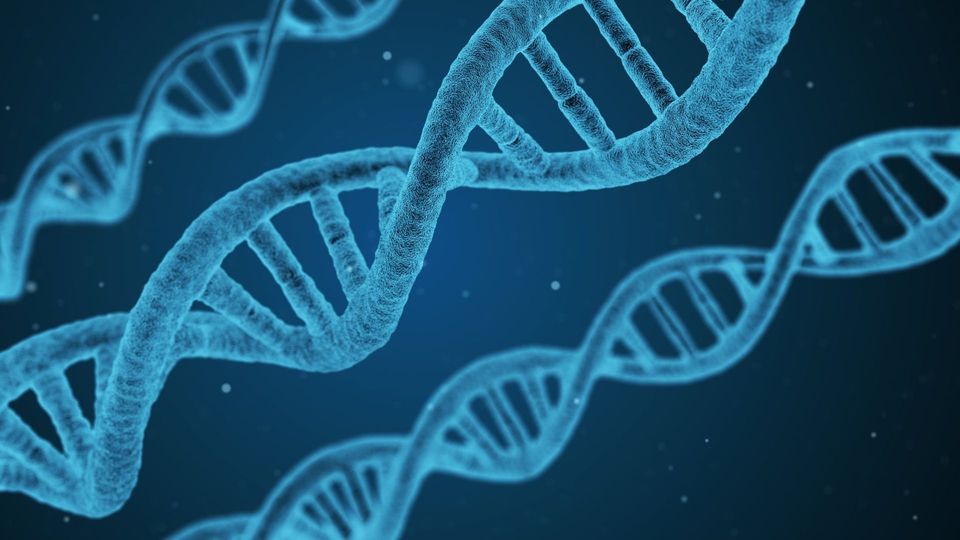 Blue DNA double helix strands illustrating genetics.