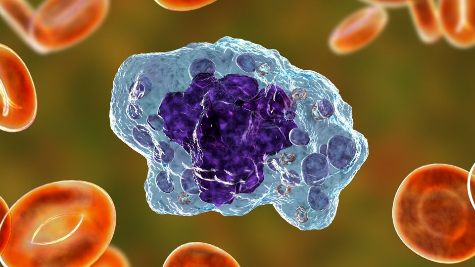 3D render of a macrophage with purple nucleus among red blood cells in the bloodstream.