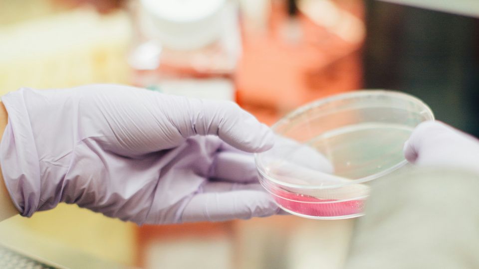 Gloved scientist handling a petri dish containing pink liquid within a biosafety cabinet.