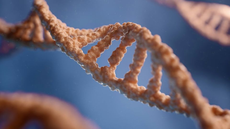 A close-up 3D model of a DNA double helix strand with a fleshy, organic texture against a blue background.