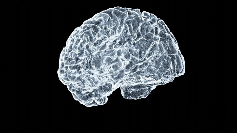 Transparent digital rendering of a human brain model highlighting the cerebral cortex structure.