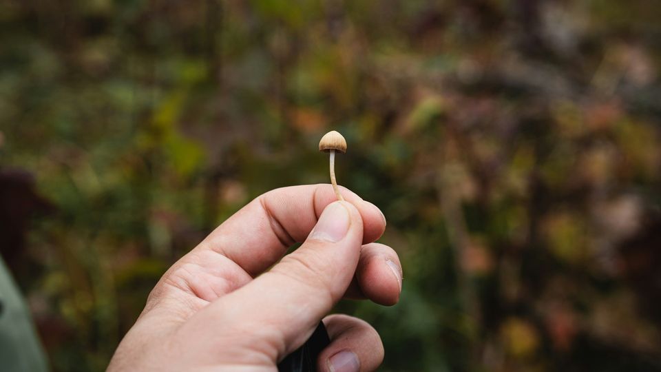 Hand holding up a small wild mushroom against a blurred outdoor background.