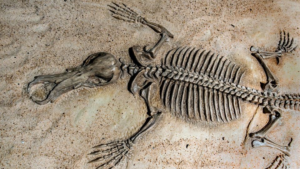 Fossilized animal skeleton embedded in stone, showing preserved bones.