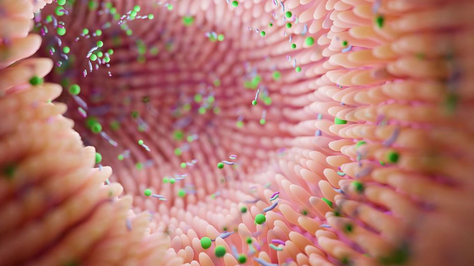 3D illustration of the intestinal villi with various microbes present representing the gut microbiome.