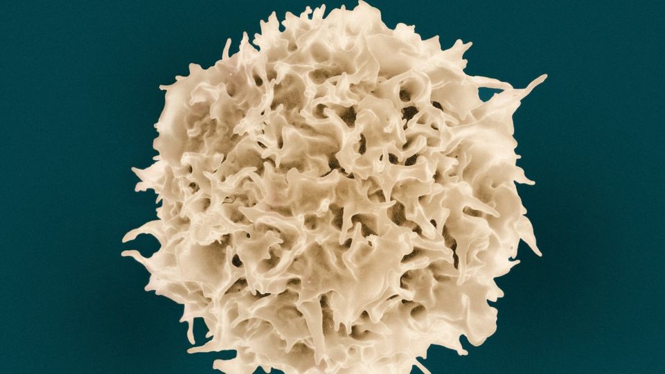 Scanning electron microscope image of a T lymphocyte immune cell with textured surface detail.