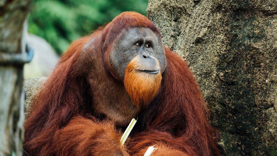 Orangutan with long reddish-brown fur resting beside a rock in a natural habitat.