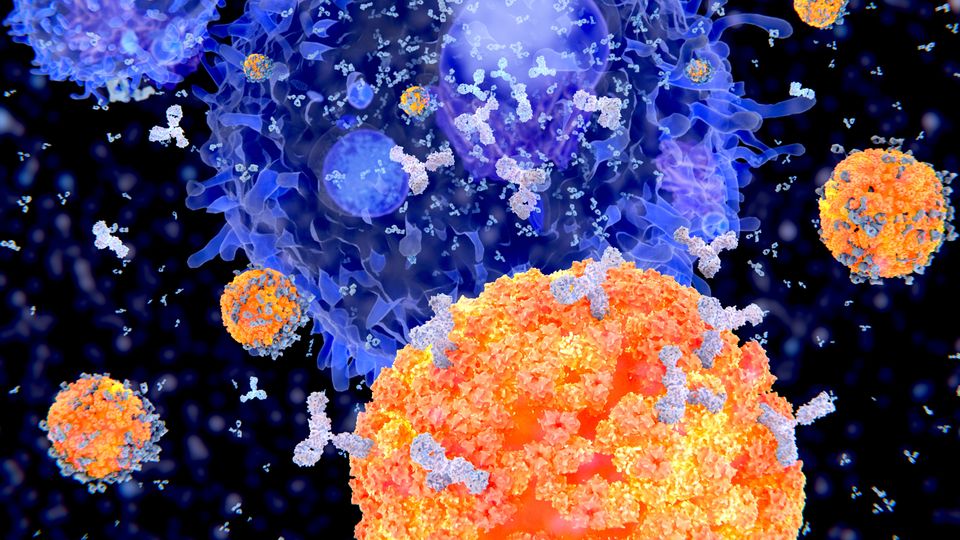 A B cell recognizes a cancer cell and produces antibodies.