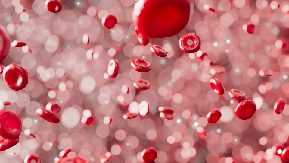Visualization of red blood cells flowing through the bloodstream.