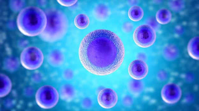 Illustration of purple human cells suspended in fluid. 