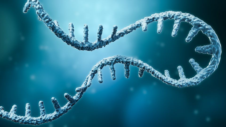 Illustration of mRNA strands for comprehensive mRNA characterization and superior sequence coverage.