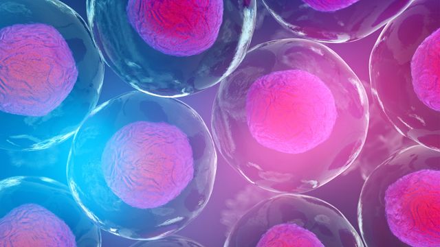 Cells with transparent membranes and nuclei visible. A pink and blue light is overlaid. 