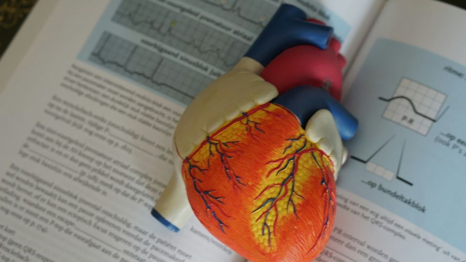 Anatomical heart model on medical charts.