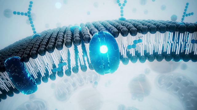 Illustration of membrane proteins embedded in a lipid bilayer for detergent-free purification. 