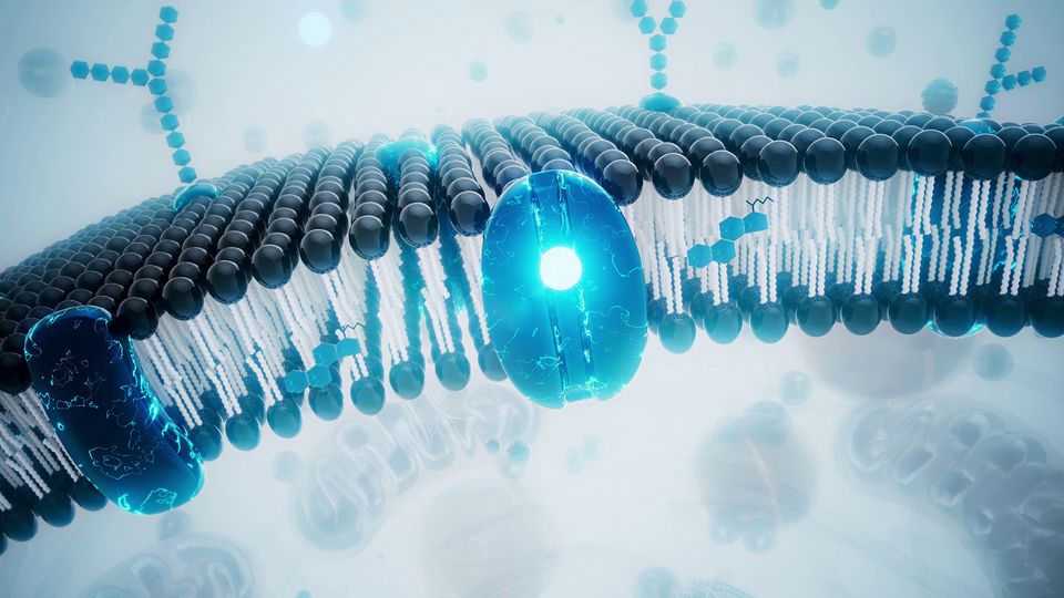 Illustration of membrane proteins embedded in a lipid bilayer for detergent-free purification.