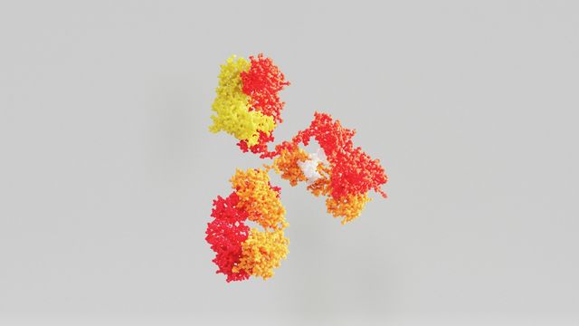 Antibody protein structure illustration showing interacting immune system molecules in 3D. 