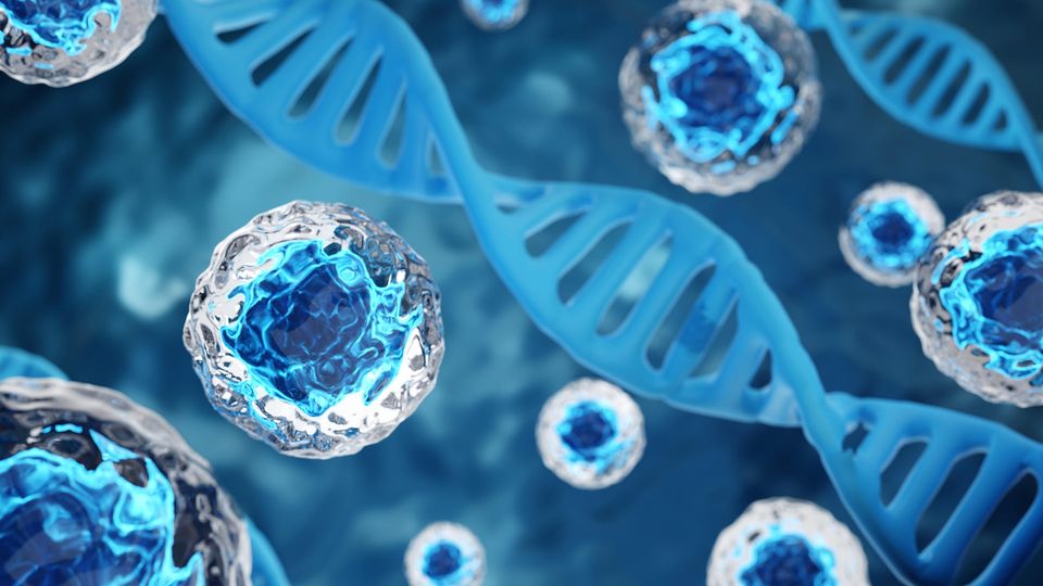Render of cells with clear cytoplasm and blue nuclei in suspension, with blue DNA strands running horizontally.