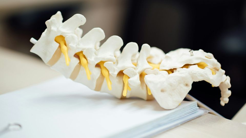Anatomical vertebrae model showing spinal column structure with spinal nerves and vertebral discs.
