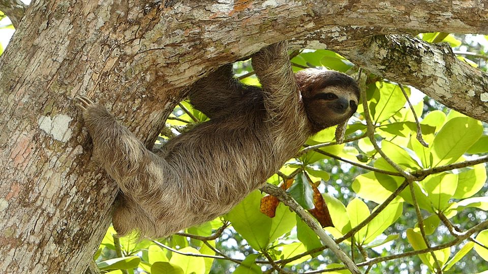 Sloth hanging from a tree branch among green leaves in a tropical forest.