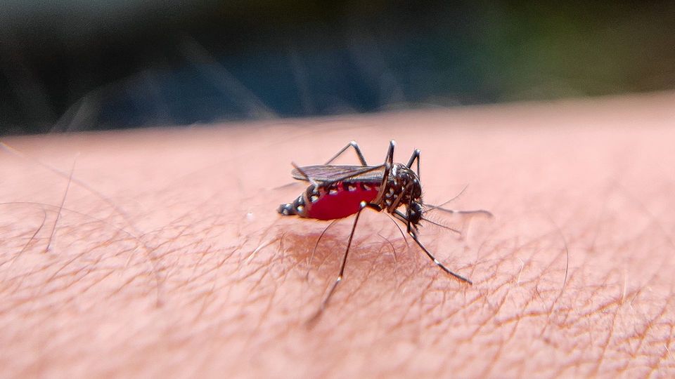 Mosquito feeding on human skin.
