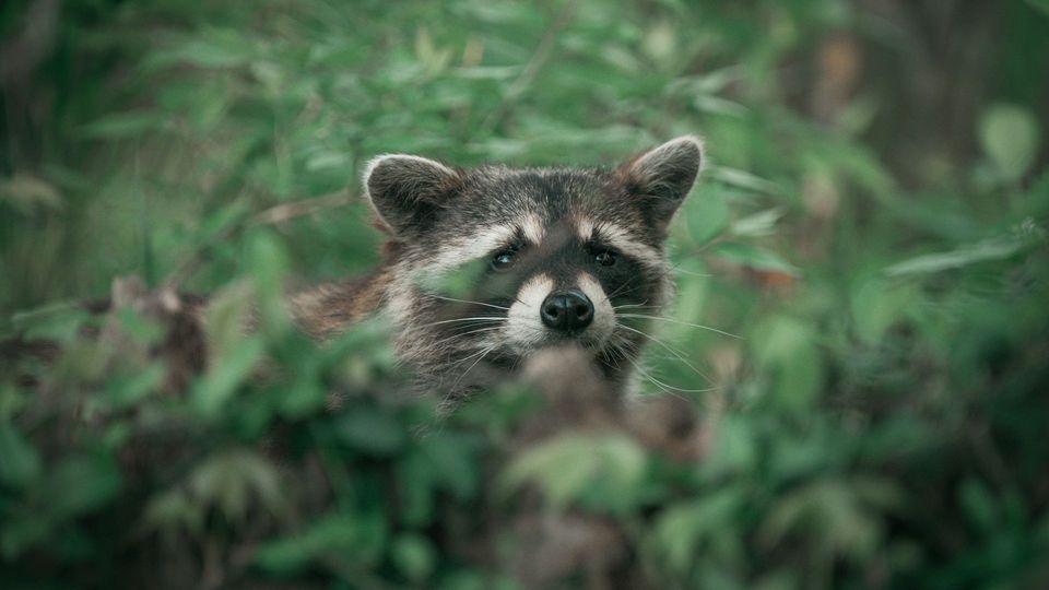 Raccoon peeking through dense green foliage in a forest habitat.