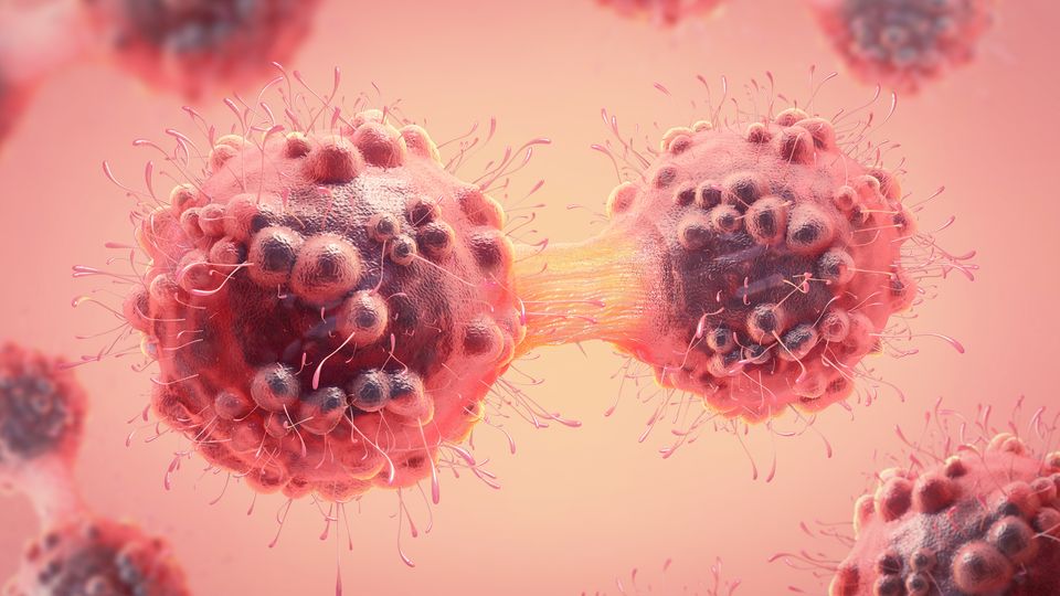 Two cancer cells dividing during tumor growth and spread.