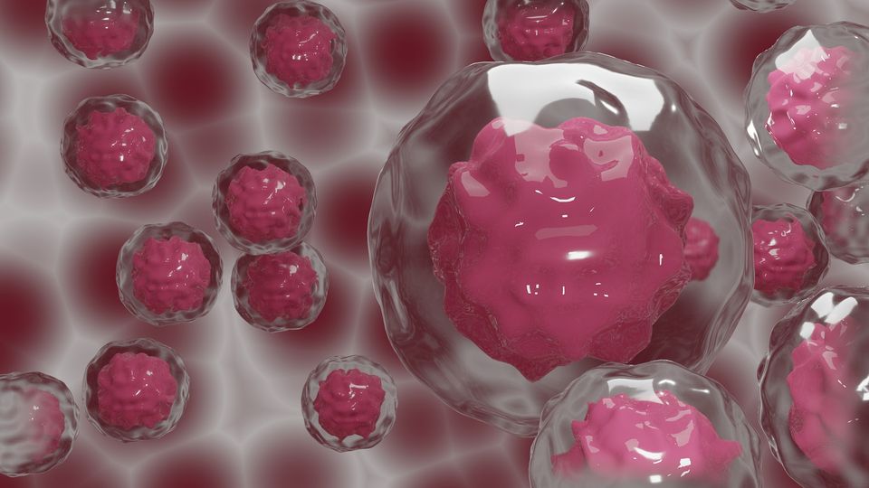 Illustration of stem cells with prominent nuclei.