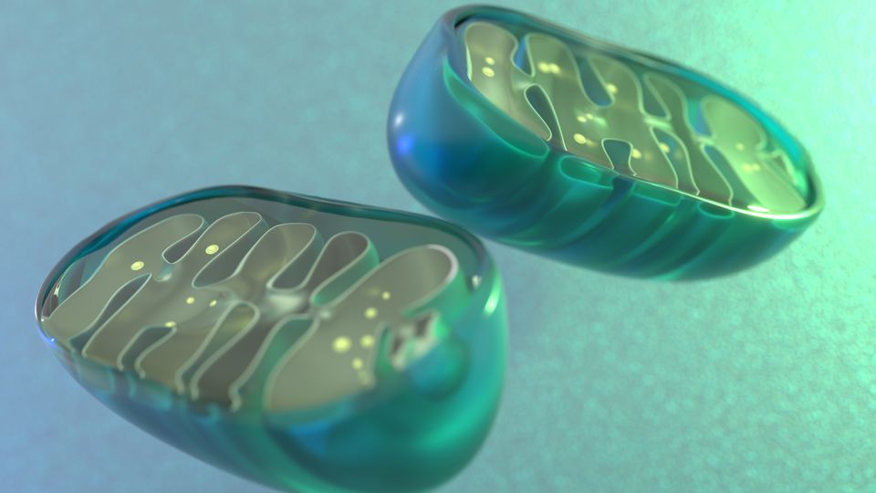 Two mitochondria in green, showing the inner structure.