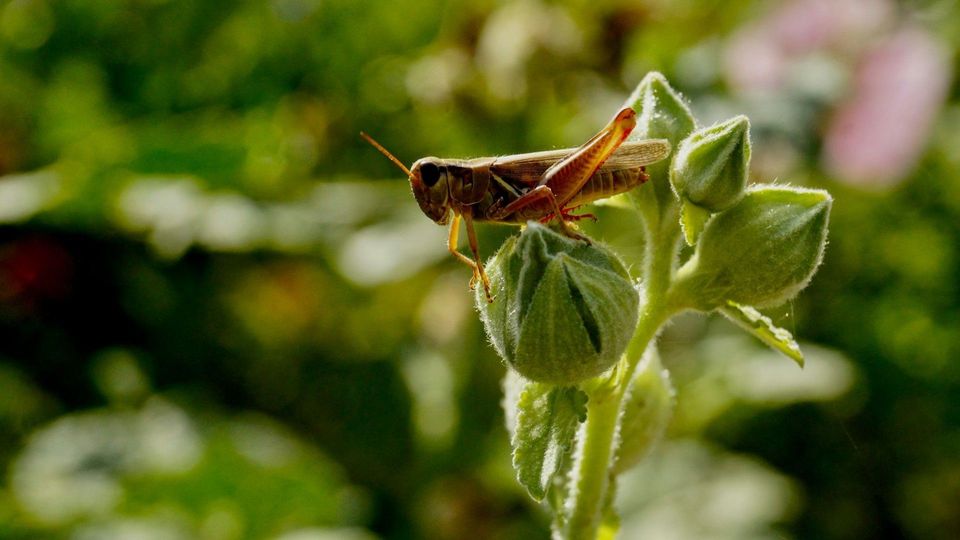 Grasshopper perched on green plant buds in a garden.