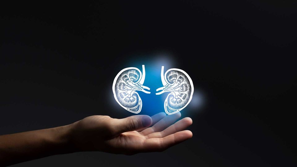 Hand held out against a dark background, "holding" a pair of rendered kidneys.