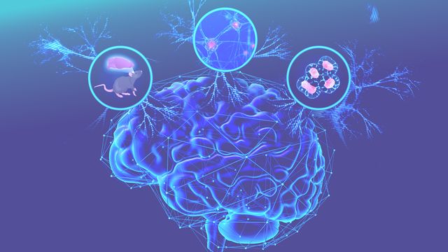 Digital illustration of a blue brain with three circular insets above showing a mouse, neurons, and molecular structures. 
