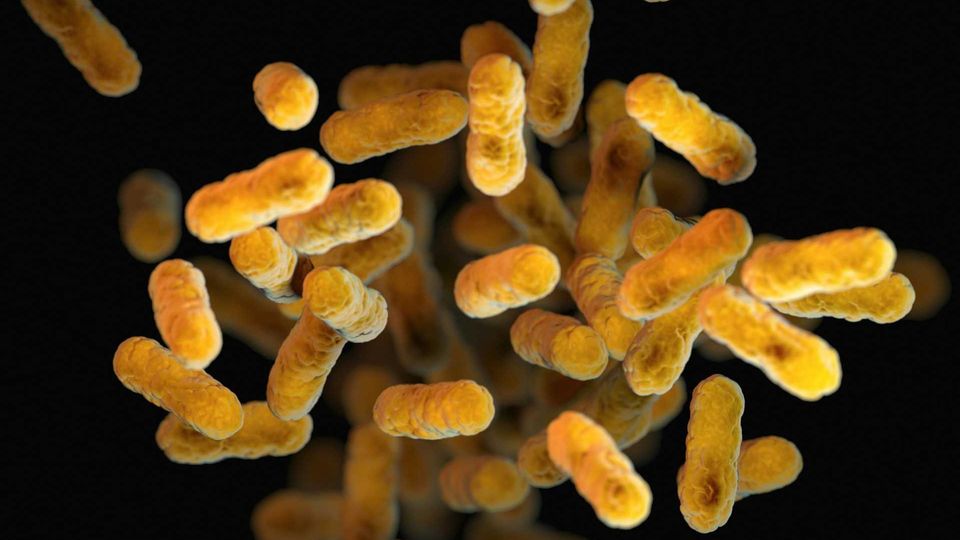 A cluster of microscopic yellow rod-shaped bacteria.