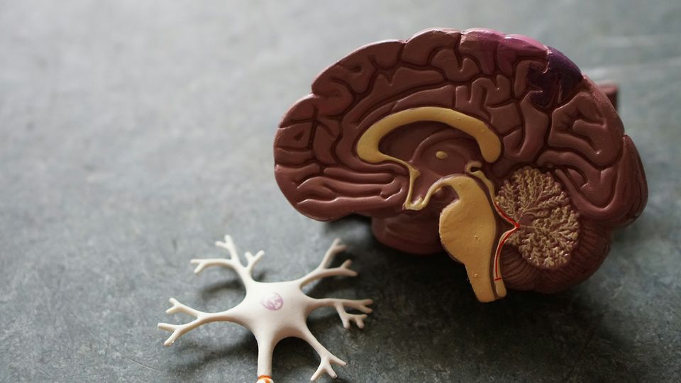 Human brain model with visible internal anatomy beside a neuron model.