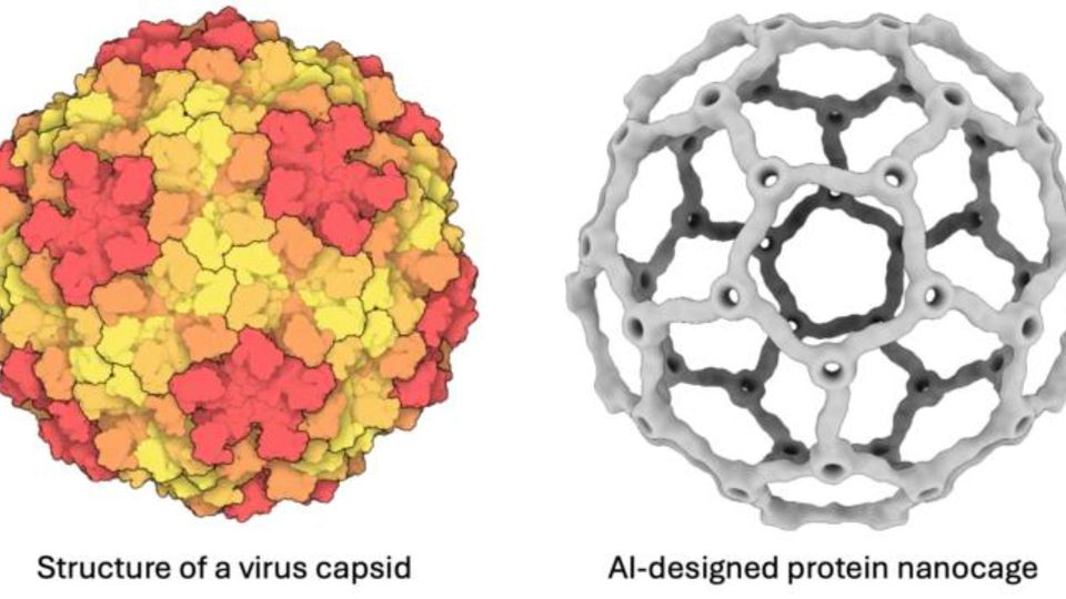 Artificial virus capsid and AI-designed protein nanocage shown as spherical protein assemblies side by side.