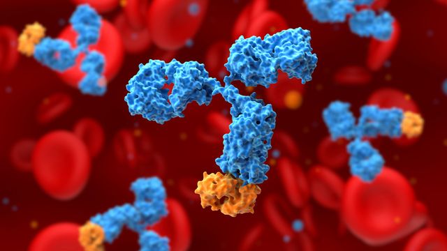 Illustration of monoclonal antibodies in the bloodstream representing high-concentration mAbs and UF/DF challenges. 