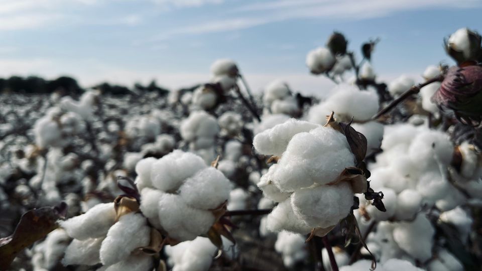 Cotton plants in a field.