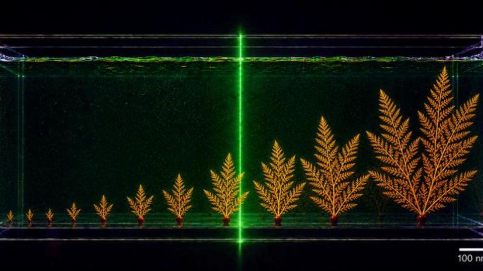 Scanning electron microscope image of tellurium nanowires arranged in fern-like growth patterns at different nanoscale sizes.