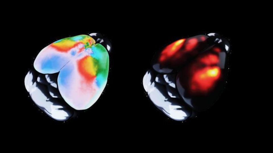 Illustration of a mouse brain showing neural activity patterns and brain imaging data across different regions.