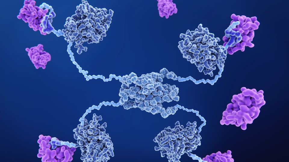Illustration of protein-protein interactions. The protein molecules are blue and purple and are on a dark blue background.