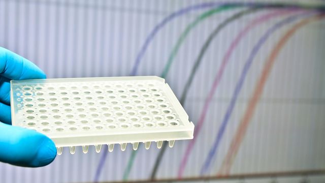 Gloved hand holding a multi-well plate in front of a computer screen displaying qPCR curves. 