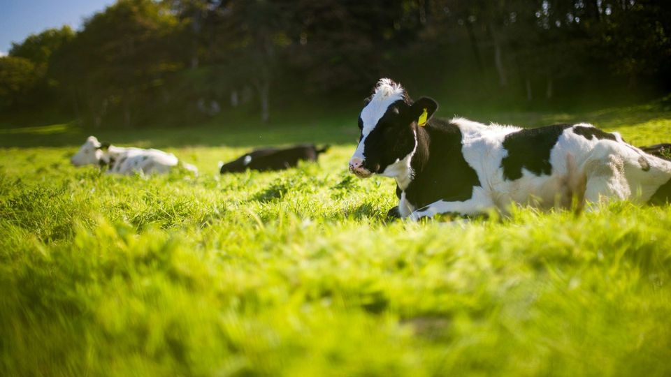 Black and white dairy cattle resting in a sunlit grassy pasture near a forest edge.