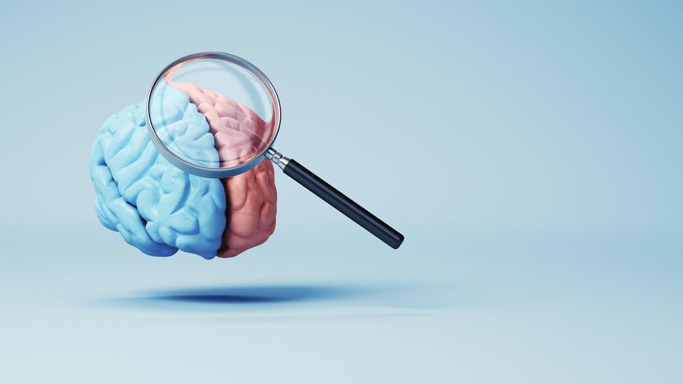 Magnifying glass looking at a model of the human brain. Half of the brain is blue and half is pink.