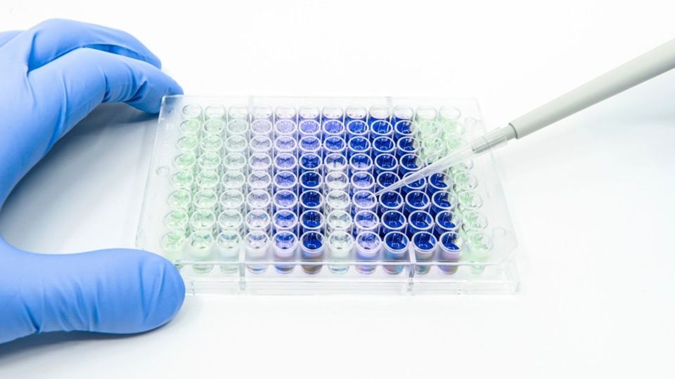 Laboratory technician using a pipette with a 96-well plate.