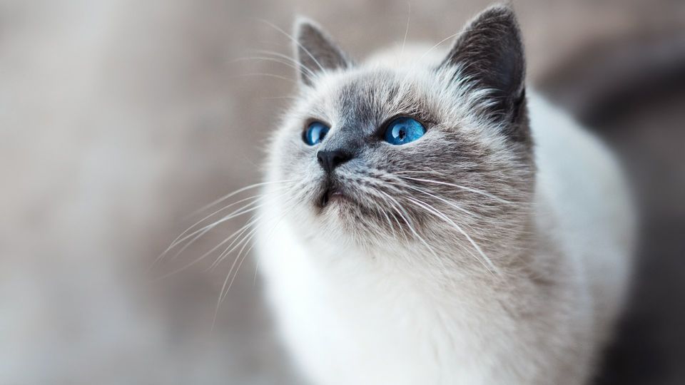 Blue-eyed cat with soft gray and white fur looking upward.