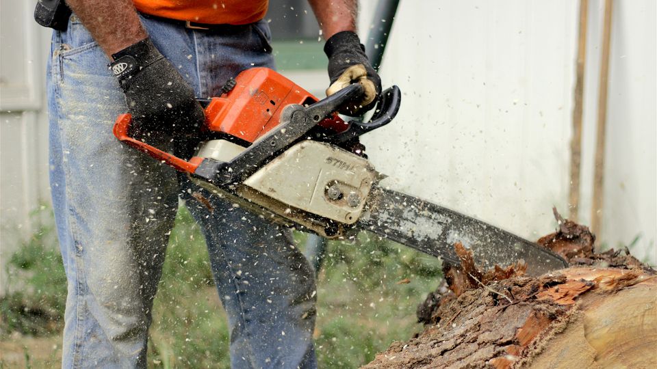 A man with a chainsaw, sawing into a large felled tree. All around the man is a cloud of sawdust.