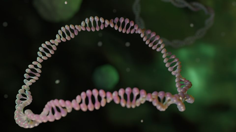 Pale pink plasmid floating against a dark green background.