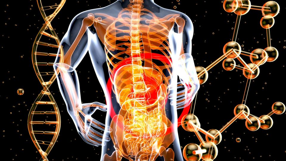 3D illustration of the human body with internal organs.